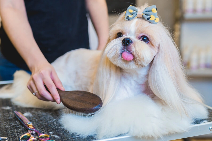 A Shih Tzu dog with a bow is being gently brushed during grooming on a table with grooming scissors nearby.